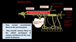 • They contain secretomotor
fibres to the lacrimal gland.
• They provide sensory fibres to
the orbital periosteum &
mucous membrane of the nose,
palate & pharynx.
GANGLIONIC BRANCHES
 
