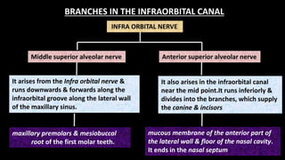INFRA ORBITAL NERVE
BRANCHES IN THE INFRAORBITAL CANAL
Middle superior alveolar nerve Anterior superior alveolar nerve
It arises from the Infra orbital nerve &
runs downwards & forwards along the
infraorbital groove along the lateral wall
of the maxillary sinus.
It also arises in the infraorbital canal
near the mid point.It runs inferiorly &
divides into the branches, which supply
the canine & incisors
maxillary premolars & mesiobuccal
root of the first molar teeth.
mucous membrane of the anterior part of
the lateral wall & floor of the nasal cavity.
It ends in the nasal septum
 