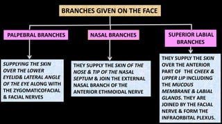 BRANCHES GIVEN ON THE FACE
NASAL BRANCHES SUPERIOR LABIAL
BRANCHES
PALPEBRAL BRANCHES
SUPPLYING THE SKIN
OVER THE LOWER
EYELID& LATERAL ANGLE
OF THE EYE ALONG WITH
THE ZYGOMATICOFACIAL
& FACIAL NERVES
THEY SUPPLY THE SKIN OF THE
NOSE & TIP OF THE NASAL
SEPTUM & JOIN THE EXTERNAL
NASAL BRANCH OF THE
ANTERIOR ETHMOIDAL NERVE
THEY SUPPLY THE SKIN
OVER THE ANTERIOR
PART OF THE CHEEK &
UPPER LIP INCLUDING
THE MUCOUS
MEMBRANE & LABIAL
GLANDS. THEY ARE
JOINED BY THE FACIAL
NERVE & FORM THE
INFRAORBITAL PLEXUS.
 