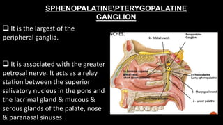SPHENOPALATINEPTERYGOPALATINE
GANGLION
 It is the largest of the
peripheral ganglia.
 It is associated with the greater
petrosal nerve. It acts as a relay
station between the superior
salivatory nucleus in the pons and
the lacrimal gland & mucous &
serous glands of the palate, nose
& paranasal sinuses.
 