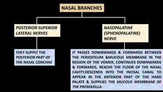 NASAL BRANCHES
NASOPALATINE
(SPHENOPALATINE)
NERVE
POSTERIOR SUPERIOR
LATERAL NERVES
THEY SUPPLY THE
POSTERIOR PART OF
THE NASAL CONCHAE
IT PASSES DOWNWARDS & FORWARDS BETWEEN
THE PERIOSTEUM &MUCOUS MEMBRANE IN THE
REGION OF THE VOMER, CONTINUES DOWNWARDS
& FORWARDS, REACHS THE FLOOR OF THE NASAL
CAVITY.DESCENDS INTO THE INCISAL CANAL TO
APPEAR IN THE ANTERIOR PART OF THE HARD
PALATE & SUPPLIES THE MUCOUS MEMBRANE OF
THE PREMAXILLA.
 