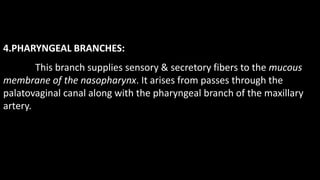 4.PHARYNGEAL BRANCHES:
This branch supplies sensory & secretory fibers to the mucous
membrane of the nasopharynx. It arises from passes through the
palatovaginal canal along with the pharyngeal branch of the maxillary
artery.
 