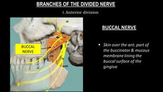 BRANCHES OF THE DIVIDED NERVE
I. Anterior division
 