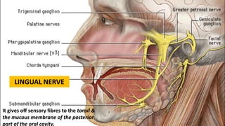 LINGUAL NERVE
It gives off sensory fibres to the tonsil &
the mucous membrane of the posterior
part of the oral cavity.
 