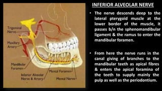 INFERIOR ALVEOLAR NERVE
• The nerve descends deep to the
lateral pterygoid muscle at the
lower border of the muscle, it
passes b/n the sphenomandibular
ligament & the ramus to enter the
mandibular foramen.
• From here the nerve runs in the
canal giving of branches to the
mandibular teeth as apical fibres
& enters the apical foramina of
the teeth to supply mainly the
pulp as well as the periodontium.
 