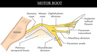 MOTOR ROOT
 
