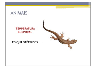 Prof.ª Gabriela Salgado




ANIMAIS


  TEMPERATURA
   CORPORAL


POIQUILOTÉRMICOS
 