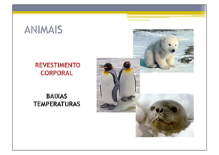 Prof.ª Gabriela Salgado




ANIMAIS


 REVESTIMENTO
  CORPORAL


    BAIXAS
 TEMPERATURAS
 