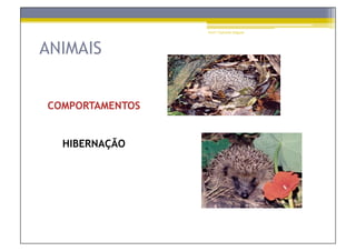 Prof.ª Gabriela Salgado




ANIMAIS


COMPORTAMENTOS


  HIBERNAÇÃO
 