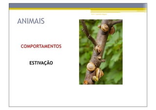 Prof.ª Gabriela Salgado




ANIMAIS


COMPORTAMENTOS


   ESTIVAÇÃO
 