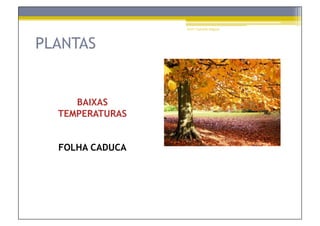 Prof.ª Gabriela Salgado




PLANTAS


     BAIXAS
  TEMPERATURAS


  FOLHA CADUCA
 
