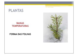 Prof.ª Gabriela Salgado




PLANTAS


    BAIXAS
 TEMPERATURAS


FORMA DAS FOLHAS
 