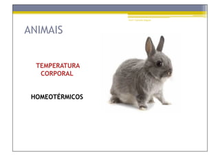 Prof.ª Gabriela Salgado




ANIMAIS


  TEMPERATURA
   CORPORAL


 HOMEOTÉRMICOS
 
