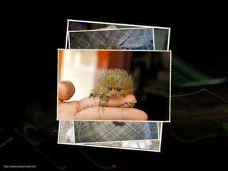 Influencing change through presentations