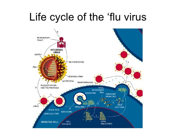 Influenza