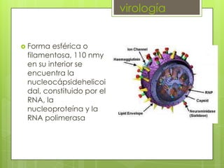 virología,[object Object],Forma esférica o filamentosa, 110 nmy en su interior se encuentra la nucleocápsidehelicoidal, constituido por el RNA, la nucleoproteína y la RNA polimerasa,[object Object]