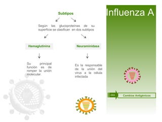 Su principal función es de romper la unión molecular.  Según las glucoproteínas de su superficie se clasifican  en dos subtipos Hemaglutinina Neuraminidasa Es la responsable de la unión del virus a la célula infectada Subtipos Influenza A Cambios Antigénicos click 