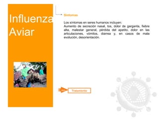 Influenza Aviar Síntomas Los síntomas en seres humanos incluyen:  Aumento de secreción nasal, tos, dolor de garganta, fiebre alta, malestar general, pérdida del apetito, dolor en las articulaciones, vómitos, diarrea y, en casos de mala evolución, desorientación. Tratamiento click 