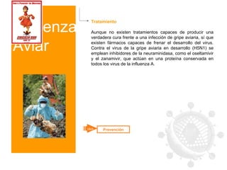 Influenza Aviar Tratamiento Aunque no existen tratamientos capaces de producir una verdadera cura frente a una infección de gripe aviaria, sí que existen fármacos capaces de frenar el desarrollo del virus. Contra el virus de la gripe aviaria en desarrollo (H5N1) se emplean inhibidores de la neuraminidasa, como el oseltamivir y el zanamivir, que actúan en una proteína conservada en todos los virus de la influenza A. Prevención click 