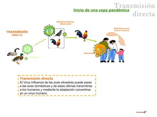 Virus humano TRANSMISIÓN  DIRECTA Virus aviar Inicio de una cepa pandémica REASOCIACIÓN DEL VIRUS AVIAR Transmisión directa El Virus Influenza de las aves silvestres puede pasar a las aves domésticas y de estas últimas transmitirse a los humanos y mediante la adaptación convertirse en un virus humano.  Transmisión directa Redistribución del virus en humanos 