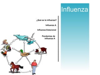 ¿Qué es la influenza? Influenza Estacional Pandemias de Influenza A Influenza Influenza A 