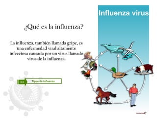 Influenza virus ¿Qué es la influenza? La influenza, también llamada gripe, es una enfermedad viral altamente infecciosa causada por un virus llamado virus de la influenza. Tipos de influenza click 