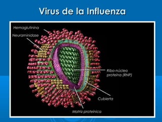 Virus de la InfluenzaVirus de la Influenza
Hemaglutinina
Neuraminidase
Cubierta
Matriz proteínica
Ribo-núcleo
proteína (RNP)
 