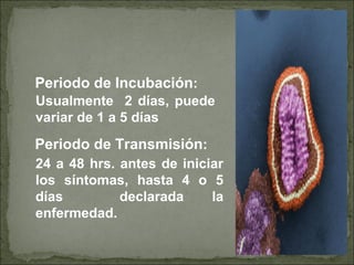 Periodo de Incubación:
Usualmente 2 días, puede
variar de 1 a 5 días
Periodo de Transmisión:
24 a 48 hrs. antes de iniciar
los síntomas, hasta 4 o 5
días declarada la
enfermedad.
 