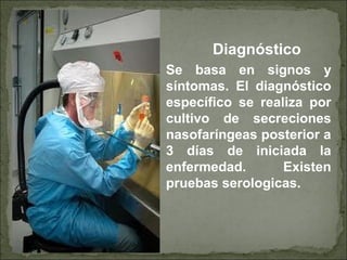 Diagnóstico
Se basa en signos y
síntomas. El diagnóstico
específico se realiza por
cultivo de secreciones
nasofaríngeas posterior a
3 días de iniciada la
enfermedad. Existen
pruebas serologicas.
 
