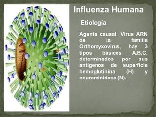 Etiología
Agente causal: Virus ARN
de la familia
Orthomyxovirus, hay 3
tipos básicos A,B,C,
determinados por sus
antígenos de superficie
hemoglutinina (H) y
neuraminidasa (N).
Influenza Humana
 