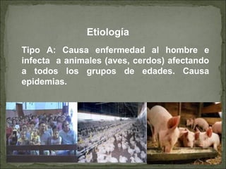 Etiología
Tipo A: Causa enfermedad al hombre e
infecta a animales (aves, cerdos) afectando
a todos los grupos de edades. Causa
epidemias.
 