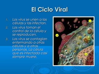 El Ciclo Viral
1.
2.

3.

Los virus se unen a las
células y las infectan.
Los virus toman el
control de la célula y
se reproducen.
Los virus se contagian
enfermando a otras
células y a otras
personas. La célula
que es infectada casi
siempre muere.

 