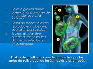1.

2.

3.

En este gráfico podés
observar los pulmones de
una mujer que está
enferma.
En los pulmones se están
reproduciendo los virus,
que salen por su saliva.
El virus, al estar libre,
puede durar hasta tres
días vivo e infectar a
otras personas.

El virus de la Influenza puede transmitirse por las
gotas de saliva cuando tosés, hablás o estornudás.

 
