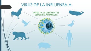 VIRUS DE LA INFLUENZA A
 