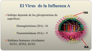 El Virus de la Influenza A
Subtipo depende de las glicoproteínas de
superficie:
• Hemaglutininas (HA) -16
• Neuraminidasas (NA) - 9
Subtipos humanos circulantes:
H1N1, H3N2, H1N2
NA
HA
 