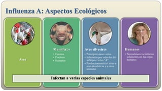 Influenza A: Aspectos Ecológicos
Aves
Mamíferos
• Equinos
• Porcinos
• Humanos
Aves silvestres
• Principales reservorios
• Infectadas por todos los 16
subtipos virales “A”
• Pueden transmitir el virus a
aves domésticas y a otros
animales
Humanos
• Normalmente se infectan
solamente con las cepas
humanas
Infectan a varias especies animales
 