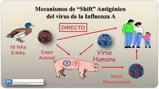 Virus
Humano
Virus
Reasociado
Cepa
Animal
Mecanismos de “Shift” Antigénico
del virus de la Influenza A
16 HAs
9 NAs
DIRECTO
 