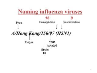 Naming influenza viruses 
16 9 
Type Hemagglutinin Neuraminidase 
A/Hong Kong/156/97 (H5N1) 
Origin Year 
isolated 
Strain 
ID 
7 
 
