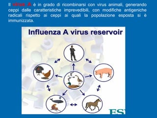 Il  virus A  è in grado di ricombinarsi con virus animali, generando ceppi dalle caratteristiche imprevedibili, con modifiche antigeniche radicali rispetto ai ceppi ai quali la popolazione esposta si è immunizzata. 