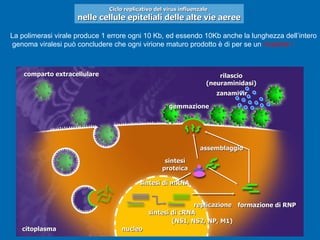 Ciclo replicativo del virus influenzale  nelle cellule epiteliali delle alte vie aeree La polimerasi virale produce 1 errore ogni 10 Kb, ed essendo 10Kb anche la lunghezza dell’intero genoma viralesi può concludere che ogni virione maturo prodotto è di per se un  mutante !   comparto extracellulare citoplasma nucleo gemmazione formazione di RNP sintesi proteica assemblaggio rilascio (neuraminidasi) sintesi di mRNA  sintesi di cRNA replicazione zanamivir (NS1, NS2, NP, M1) 