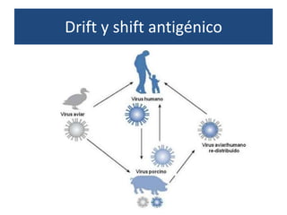 Drift y shift antigénico
 