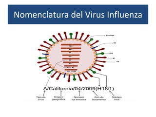Nomenclatura del Virus Influenza
 