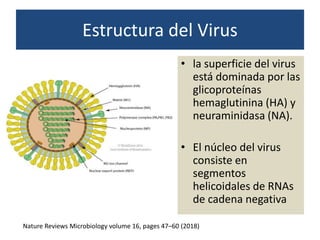 Estructura del Virus
• la superficie del virus
está dominada por las
glicoproteínas
hemaglutinina (HA) y
neuraminidasa (NA).
• El núcleo del virus
consiste en
segmentos
helicoidales de RNAs
de cadena negativa
Nature Reviews Microbiology volume 16, pages 47–60 (2018)
 