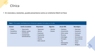 Clínica
• En neonatos y lactantes, puede presentarse como un síndrome febril sin foco
 