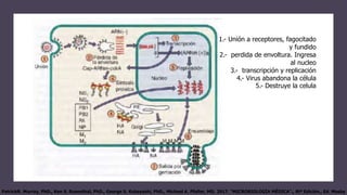 PatrickR. Murray, PhD., Ken S. Rosenthal, PhD., George S. Kobayashi, PhD., Michael A. Pfaller, MD. 2017. "MICROBIOLOGÍA MÉDICA"., 8tª Edición., Ed. Mosby
1.- Unión a receptores, fagocitado
y fundido
2.- perdida de envoltura. Ingresa
al nucleo
3.- transcripción y replicación
4.- Virus abandona la célula
5.- Destruye la celula
 