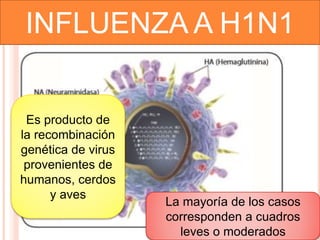 Es producto de
la recombinación
genética de virus
provenientes de
humanos, cerdos
y aves
La mayoría de los casos
corresponden a cuadros
leves o moderados
INFLUENZA A H1N1
 
