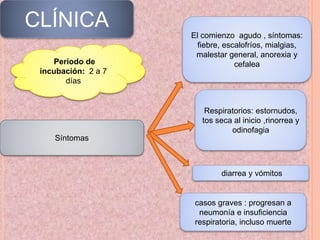 CLÍNICA
Periodo de
incubación: 2 a 7
días
Síntomas
El comienzo agudo , síntomas:
fiebre, escalofríos, mialgias,
malestar general, anorexia y
cefalea
Respiratorios: estornudos,
tos seca al inicio ,rinorrea y
odinofagia
diarrea y vómitos
casos graves : progresan a
neumonía e insuficiencia
respiratoria, incluso muerte
 