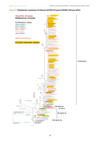 ECDC SURVEILLANCE REPORT Influenza virus characterisation – Summary Europe, February 2022
15
Figure 2a. Phylogenetic comparison of influenza A(H3N2) HA genes (GISAID, February 2022)
 