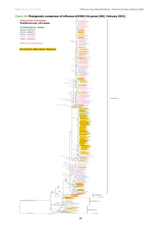 ECDC SURVEILLANCE REPORT Influenza virus characterisation – Summary Europe, February 2022
16
Figure 2b. Phylogenetic comparison of influenza A(H3N2) HA genes (WIC, February 2022)
 