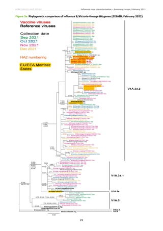 ECDC SURVEILLANCE REPORT Influenza virus characterisation – Summary Europe, February 2022
24
Figure 3a. Phylogenetic comparison of influenza B/Victoria-lineage HA genes (GISAID, February 2022)
 